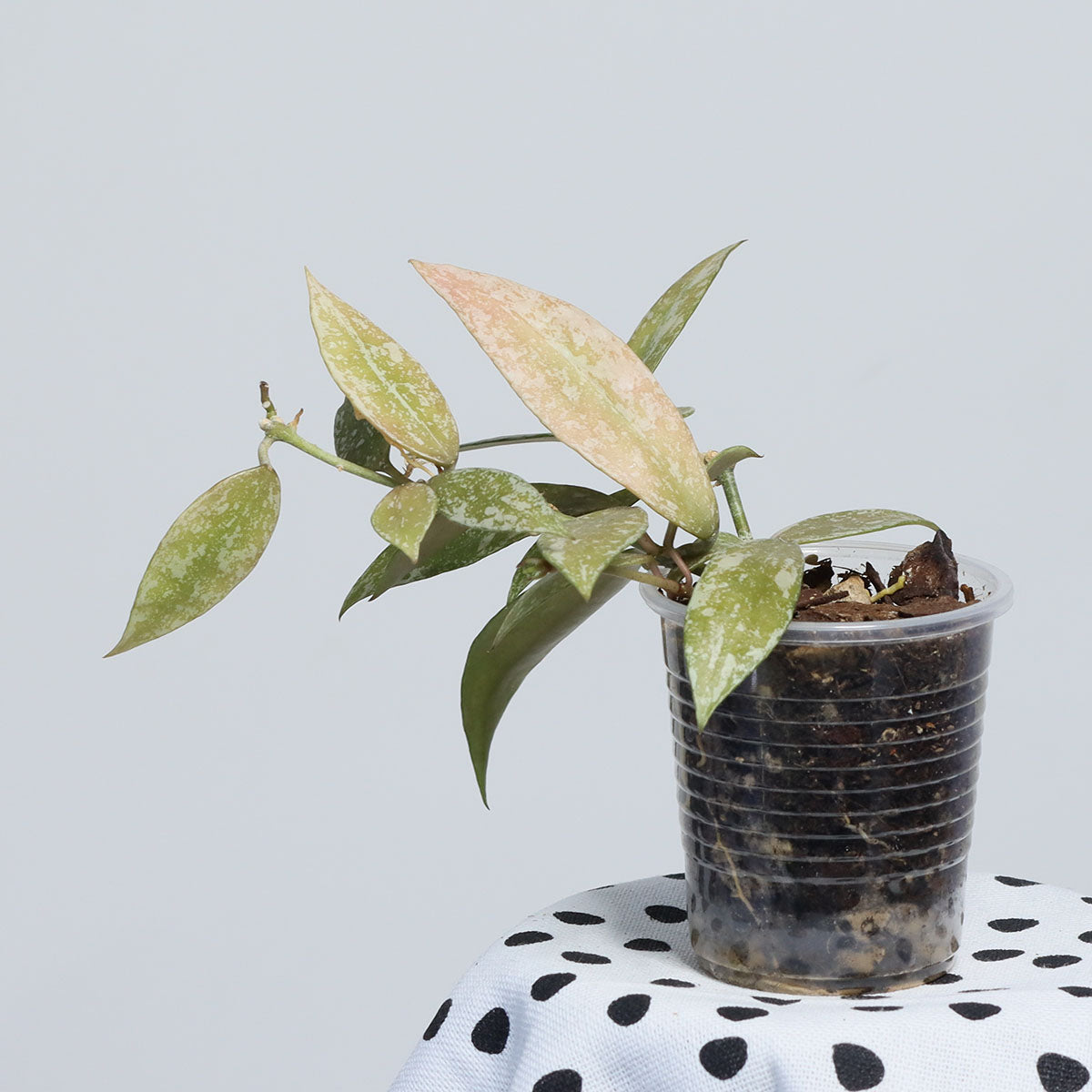 Hoya lacunosa (Laos, EPC-920)