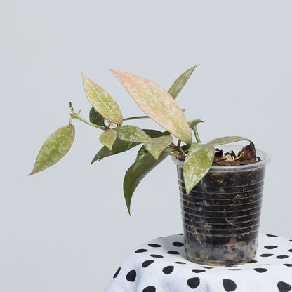 Hoya lacunosa (Laos, EPC-920)