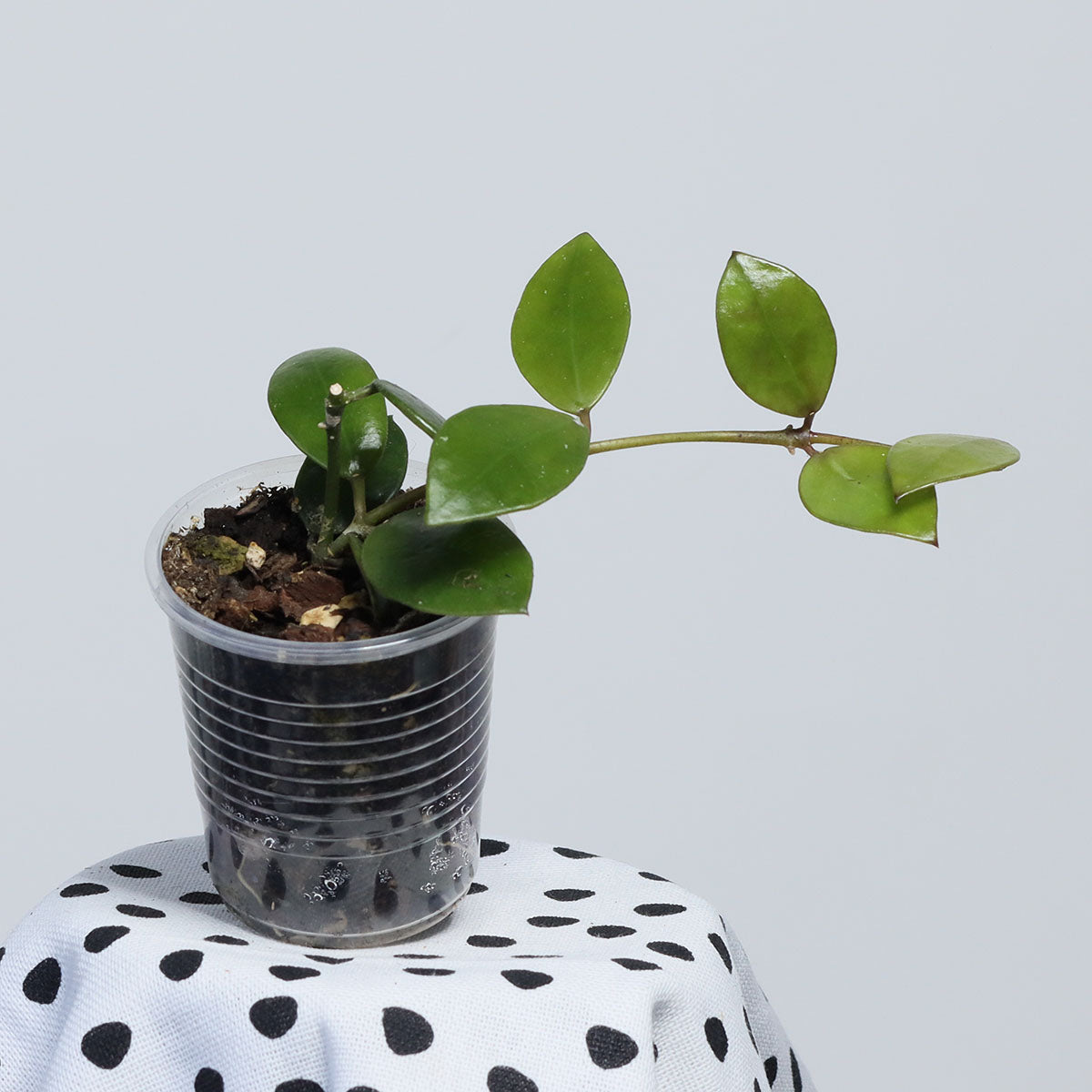 Hoya sp. Borneo (Red)