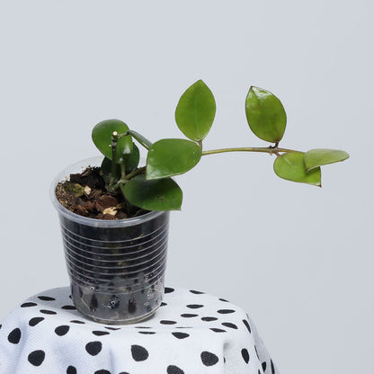 Hoya sp. Borneo (Red)
