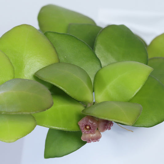 Hoya heuschkeliana ssp. heuschkeliana (rosa blommor)