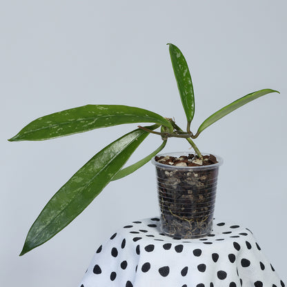 Hoya griffithii (Kina, spotted leaves)