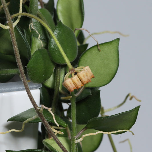 Hoya mamasa ssp. mamasa (Sulawesi nr 3)