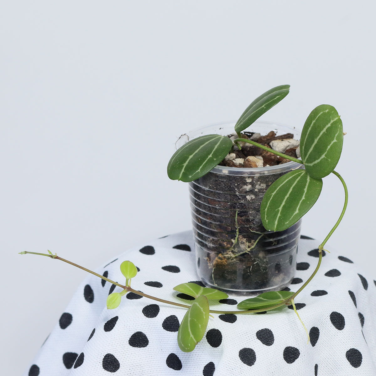 Dischidia ovata (NS08-071)