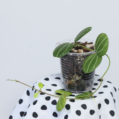Dischidia ovata (NS08-071)