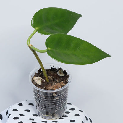Hoya macgillivrayi (Lockhart River, Qld, IML-0688)
