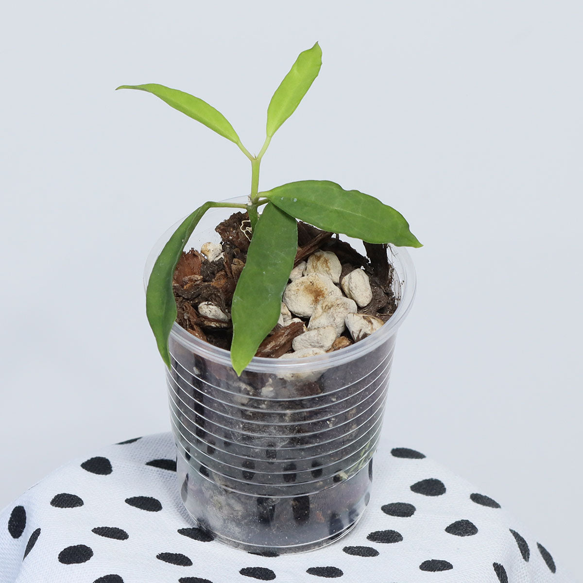 Dischidia singularis