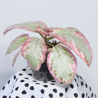 Episcia 'Cleopatra'