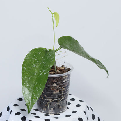 Hoya sangguensis (Malaysia)