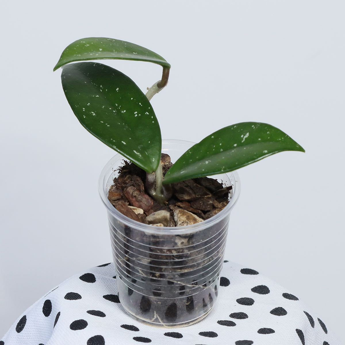 Hoya carnosa (Shocking Pink)