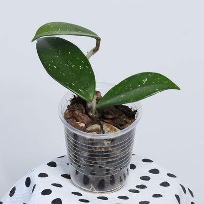 Hoya carnosa (Shocking Pink)