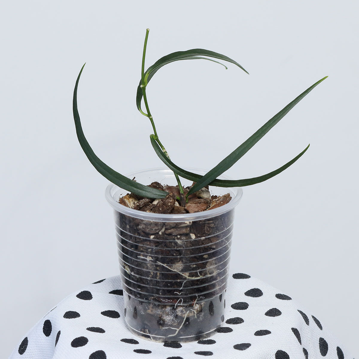 Hoya yvesrocheri (NS08-030)