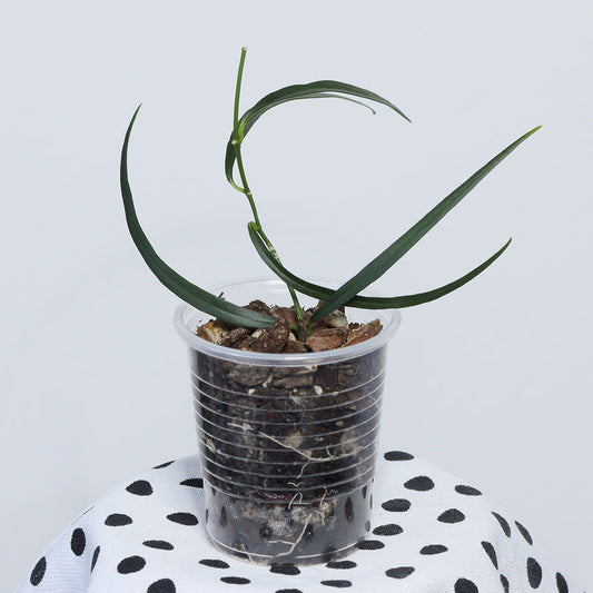 Hoya yvesrocheri (NS08-030)