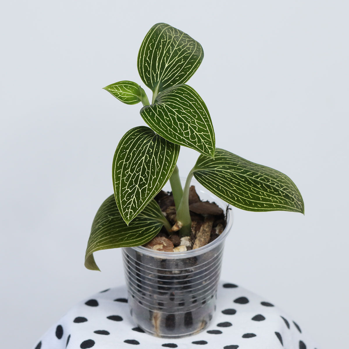Ludisia (green, net veins)