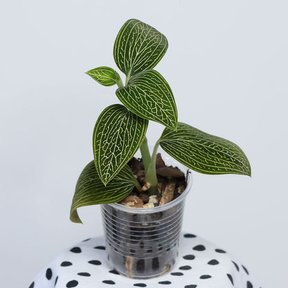 Ludisia (green, net veins)