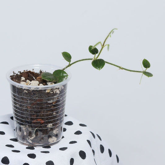 Oreosparte sp. Sulawesi