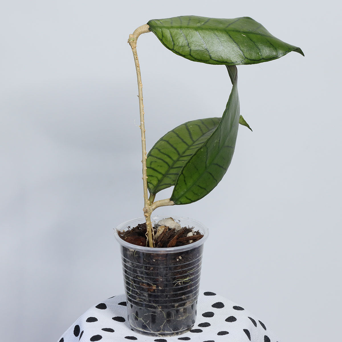 Hoya sp. Gunung Gading, Borneo