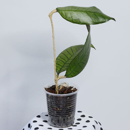 Hoya sp. Gunung Gading, Borneo