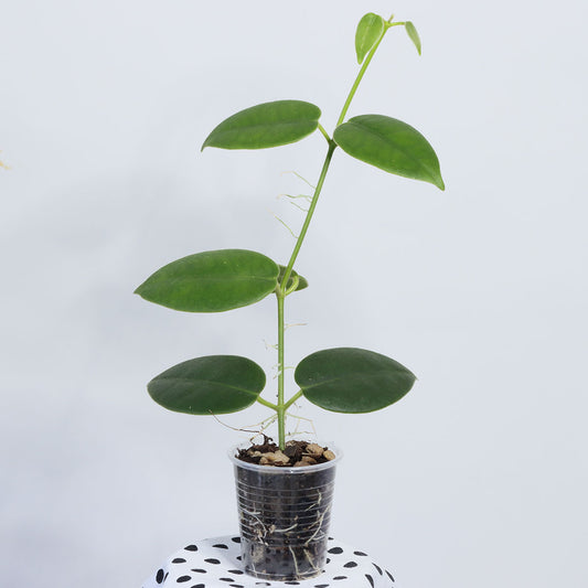 Hoya sp. Papua