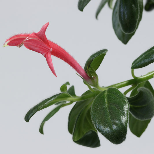 Columnea 'Jude'