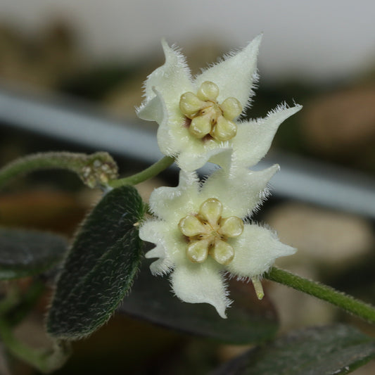 Hoya sp. Papua (02)