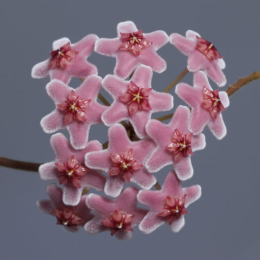 Hoya carnosa (Freckles, Kina)