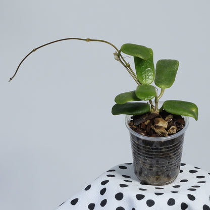 Hoya rotundiflora