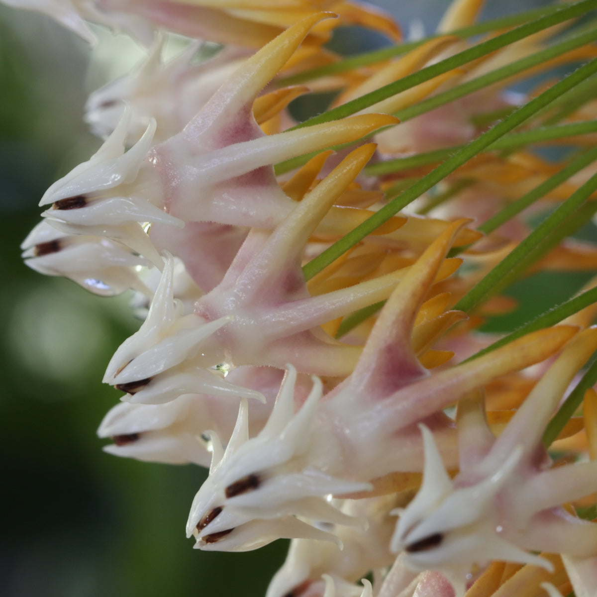 Hoya multiflora (TN99-025)