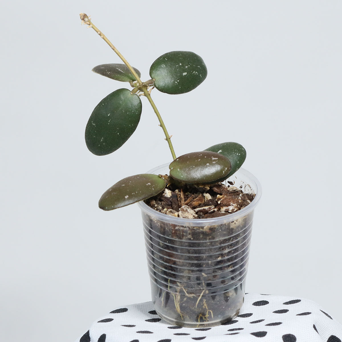 Hoya sp. aff. sigillatis (Sulawesi, IPPS-7731)