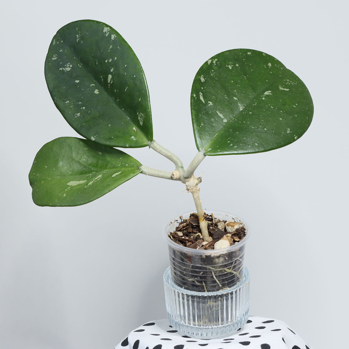 Hoya obovata