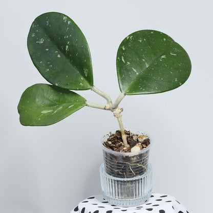 Hoya obovata