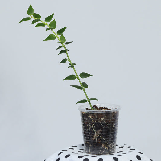 Hoya sp. aff. chinghungensis