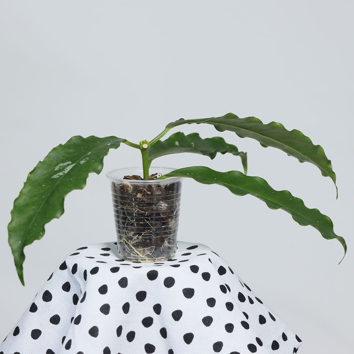 Hoya lockii