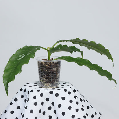 Hoya lockii