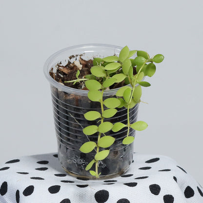Dischidia nummularia (Small Form)