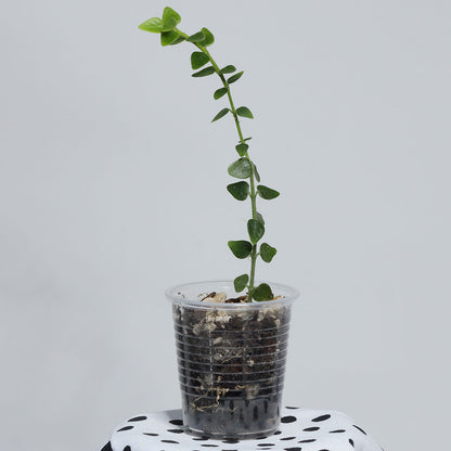 Hoya chinghungensis