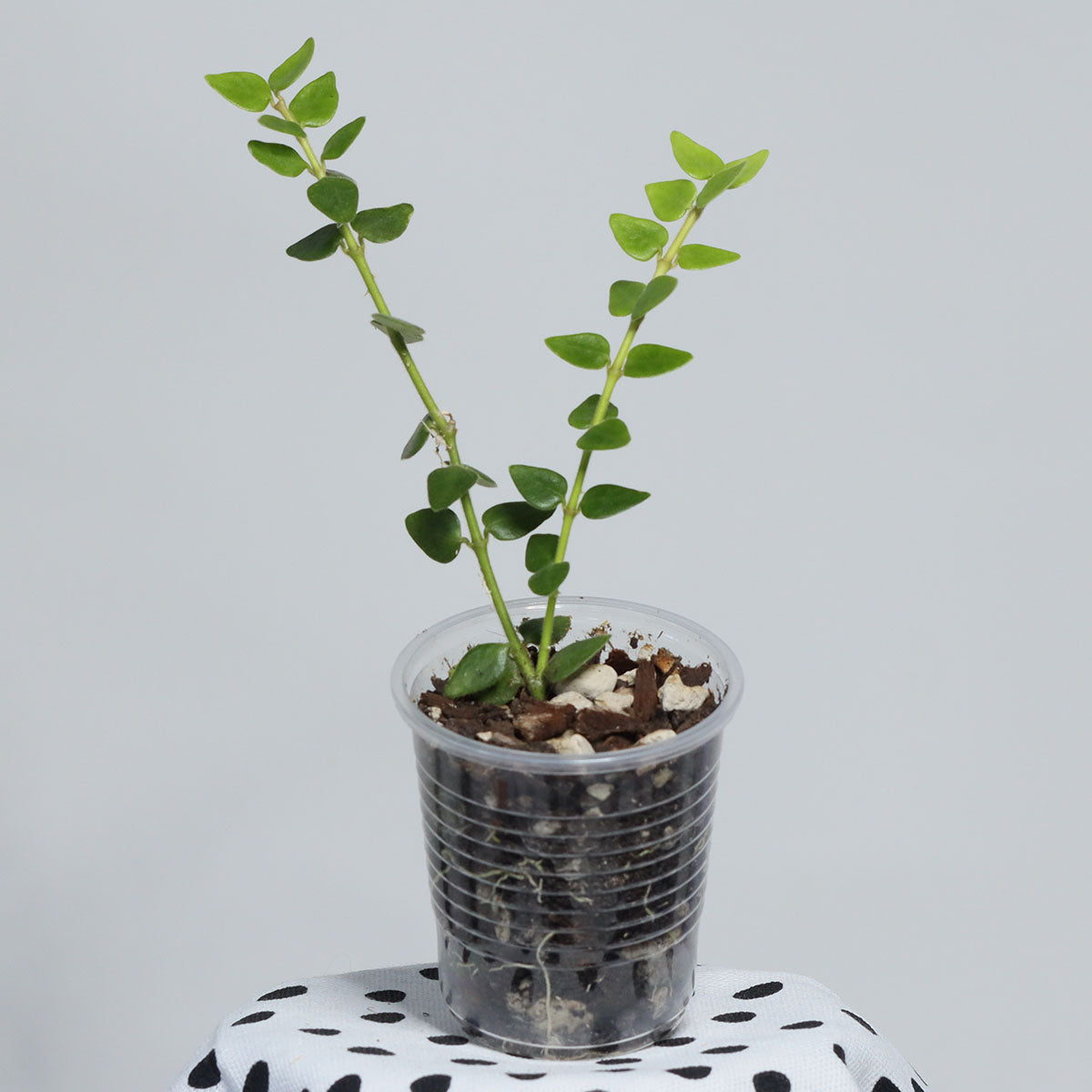 Hoya chinghungensis