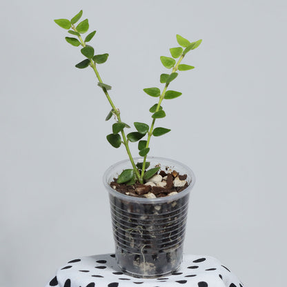 Hoya chinghungensis