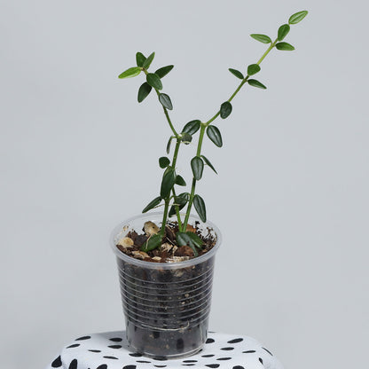 Hoya vaccinioides