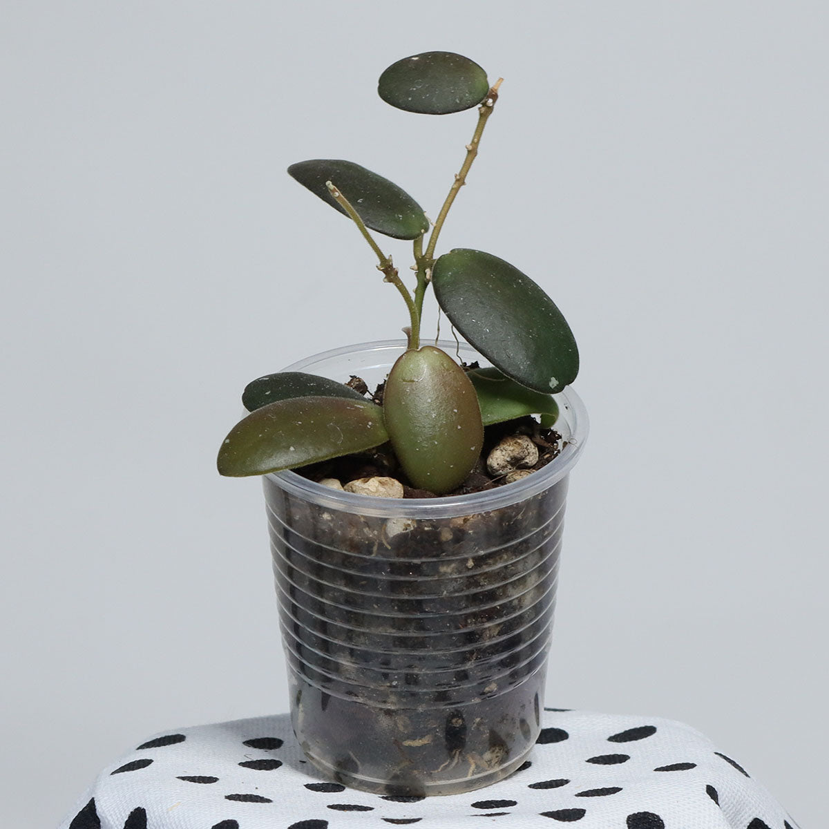 Hoya sp. aff. sigillatis (Sulawesi, IPPS-7731)