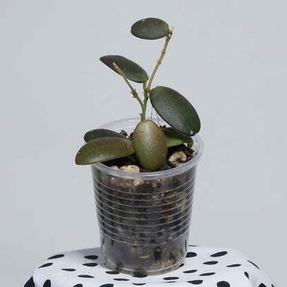 Hoya sp. aff. sigillatis (Sulawesi, IPPS-7731)