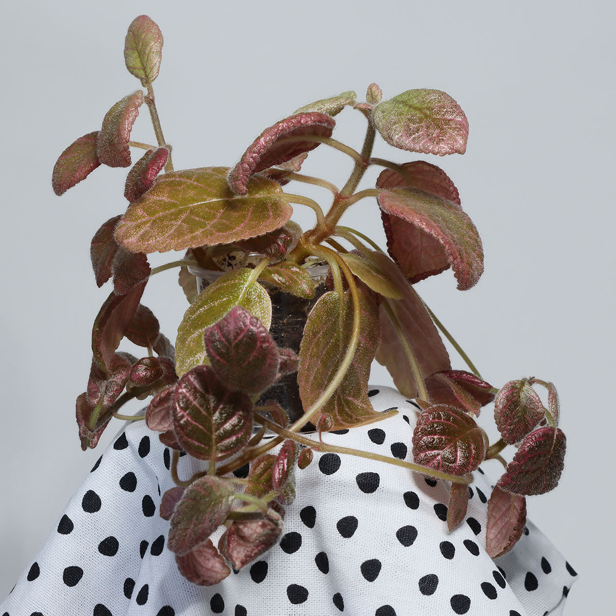 Episcia 'Jim´s Moody Rock'