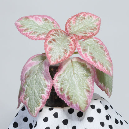 Episcia 'Cleopatra'