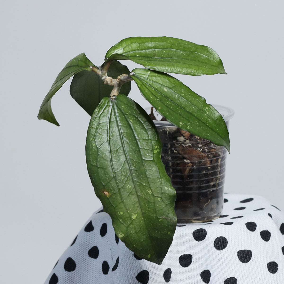 Hoya erythrina