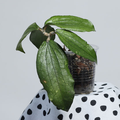 Hoya erythrina