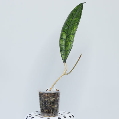 Hoya finlaysonii (EPC-318)