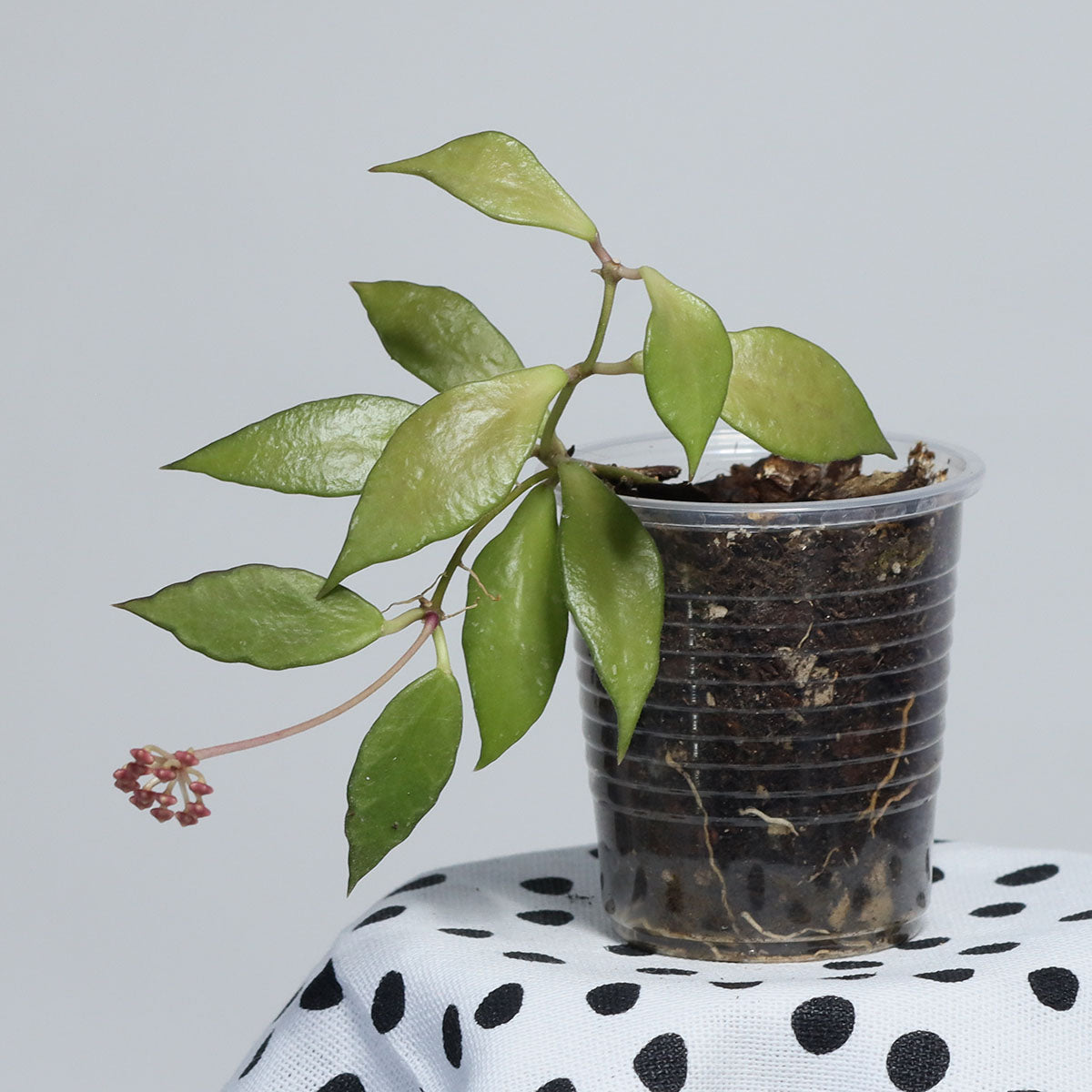 Hoya bakoensis