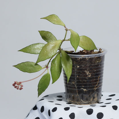 Hoya bakoensis
