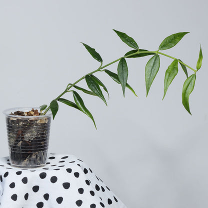 Hoya bella (Paxtonii, småbladig)