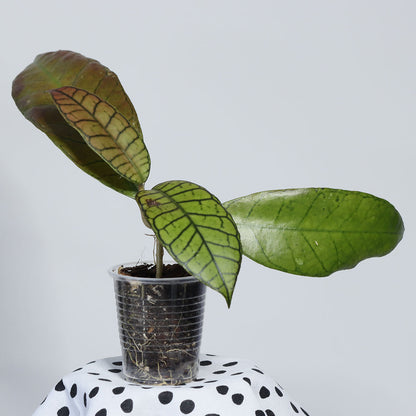 Hoya sp. Gunung Gading, Borneo